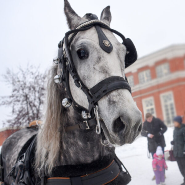 Благотворительная ярмарка «Рождество в конном дворе Узкое»