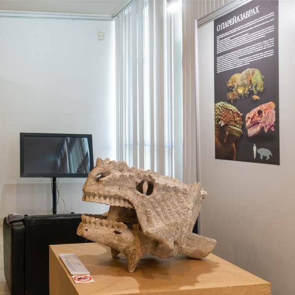 Выставка «Парейазавры Вятки»