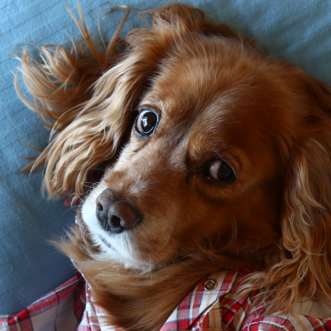 Выставка-пристройство «космических» собак