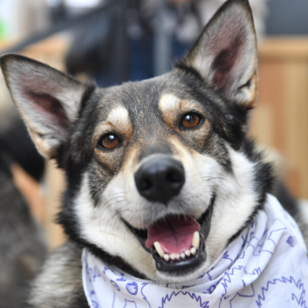 Фестиваль «Каштанка fest» 