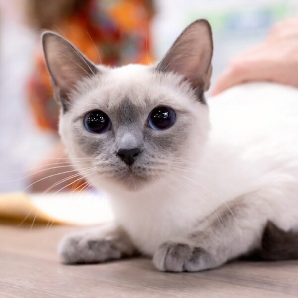 Выставка кошек Winter Cat Show