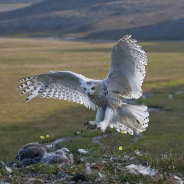 Выставка «Первозданная Россия»