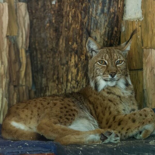 День знаний в Ленинградском зоопарке