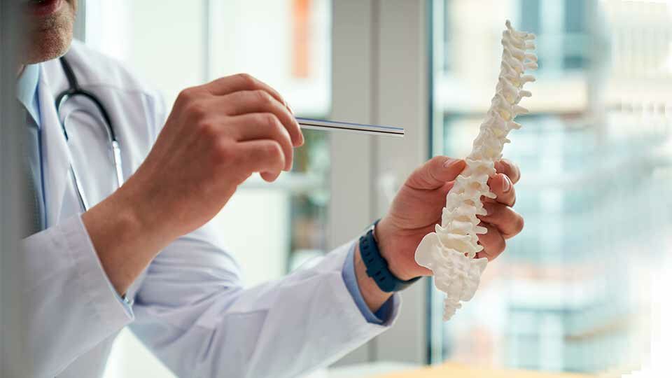 Спинной мозг человека