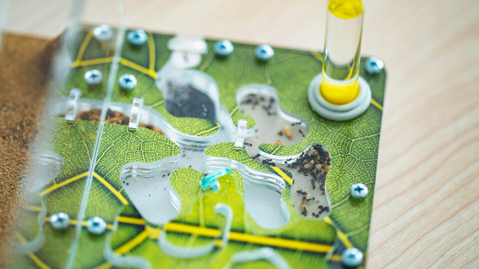 Муравьиная ферма