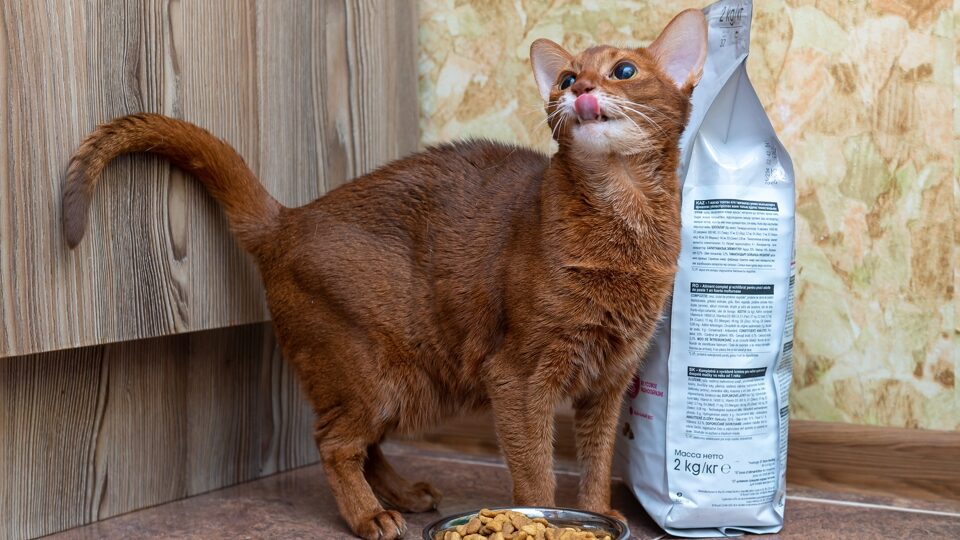 Лучшие таблетки от глистов для кошек и котов