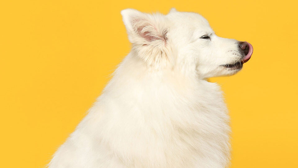 Имена для собак — девочек