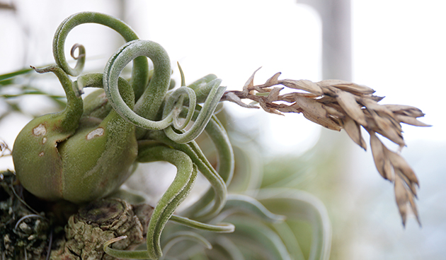 Тилландсия «голова медузы» (Tillandsia caput–medusae)