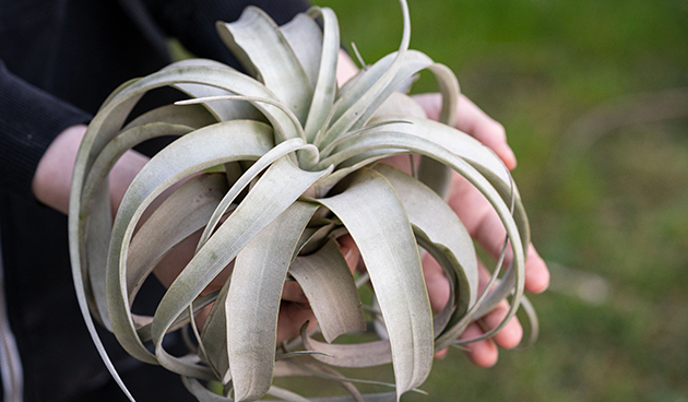 Тилландсия ксерографика (Tillandsia xerographica)