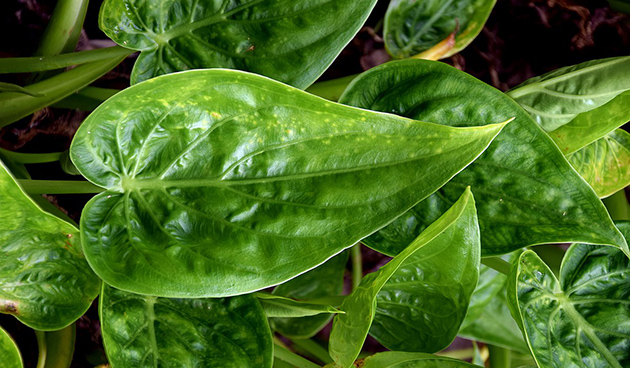 Алоказия клобучковая (Alocasia cucullata).