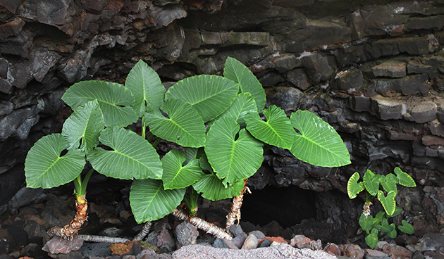 Алоказия крупнокорневая или индийская (Alocasia macrorrhizos).