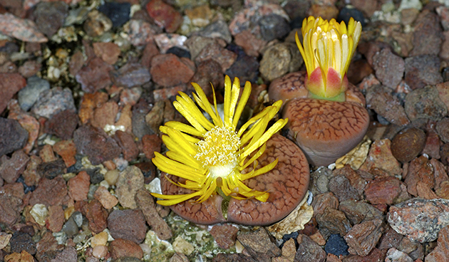 Lithops