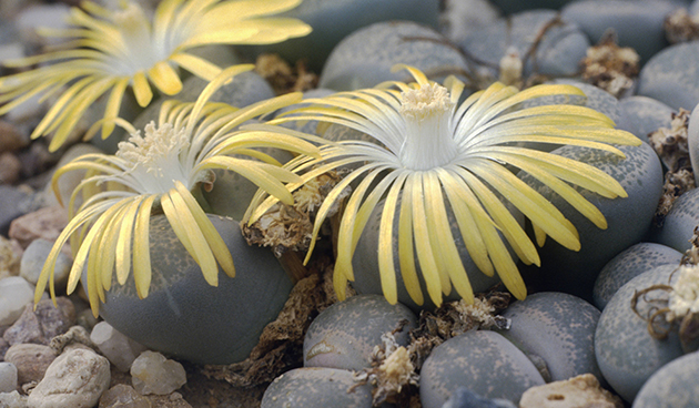 Lithops