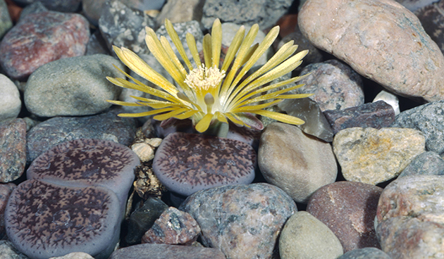 Lithops