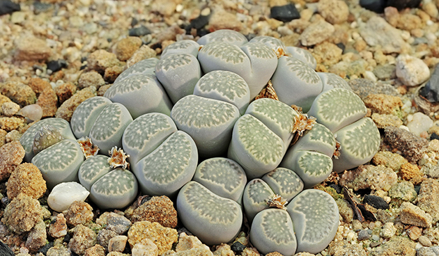 Lithops