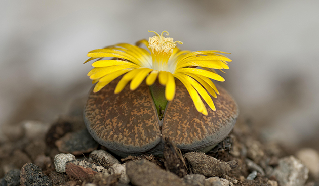 Lithops Aucampi (Lithops aucampiae)