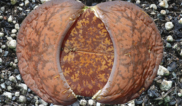 Bromfield Lithops (Lithops bromfieldii)