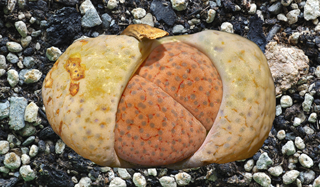zrzavé topy (Lithops fulviceps)