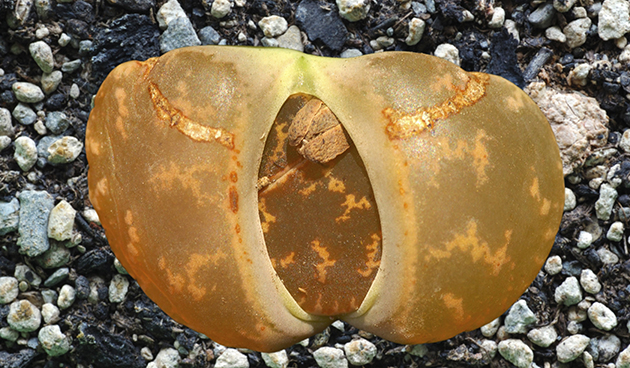 Lithops Leslie (Lithops lesliei)
