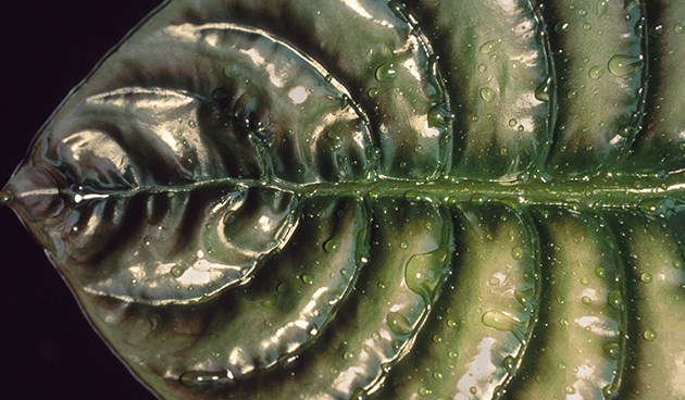 Алоказия медно-красная (Alocasia cuprea)