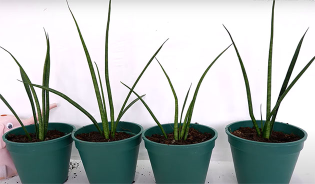 Сансевиерия бакуларис