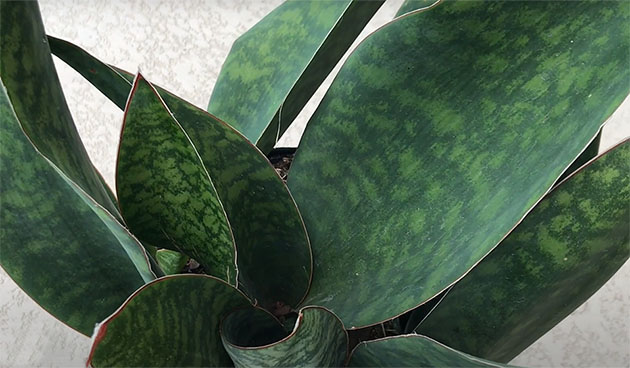 Сансевиерия масониана