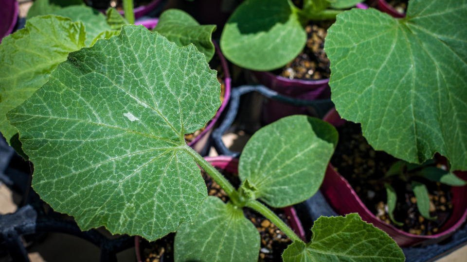 Когда сажать тыкву в 2026 году по лунному календарю