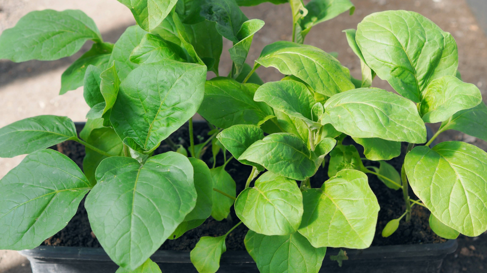 Посадка баклажанов в марте 2026 по лунному календарю