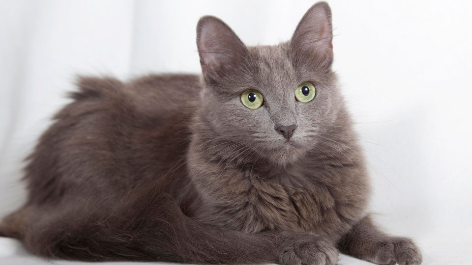 Нибелунг кошка