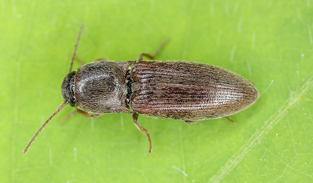 Проволочник