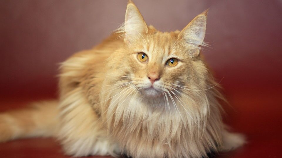 Норвежская лесная кошка