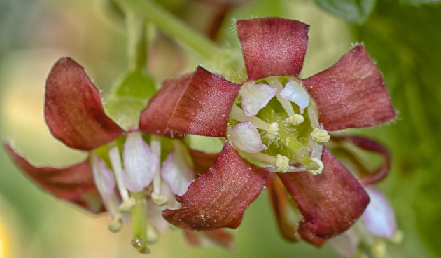 Что такое йошта