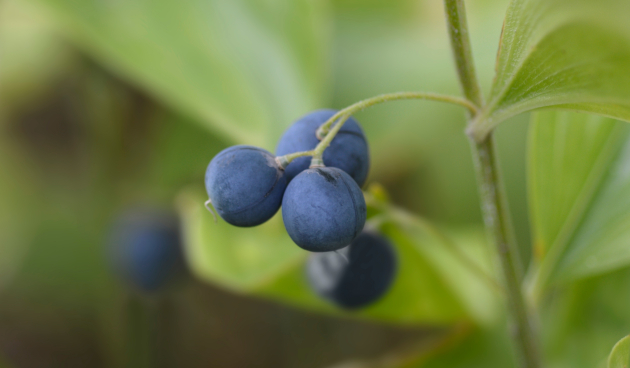 Посадка купены в открытый грунт