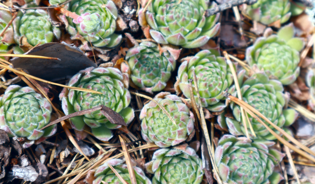 Виды молодило