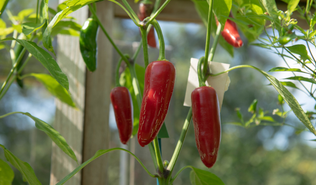 Сорта острого перца с описанием и фото