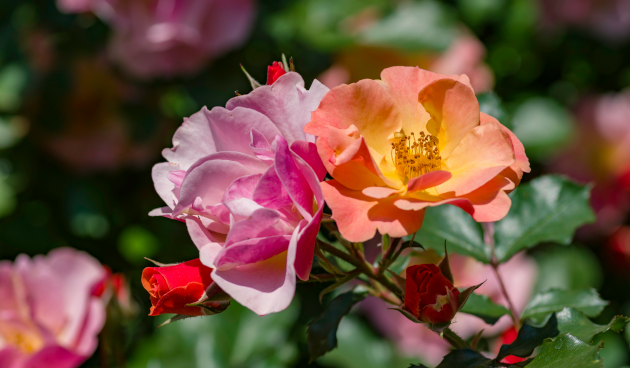 Сорта почвопокровных роз с описанием, фото и отзывами