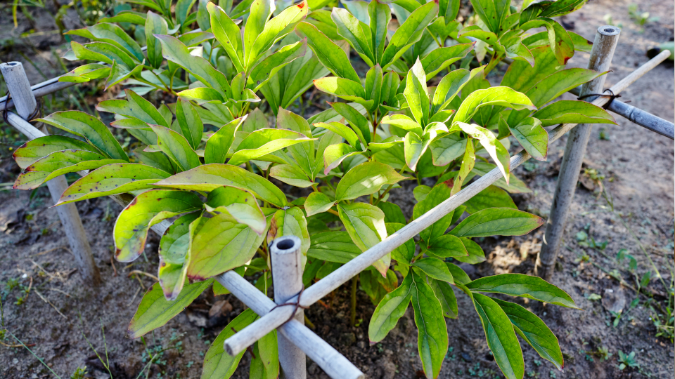 Чем подкормить пионы осенью на зиму