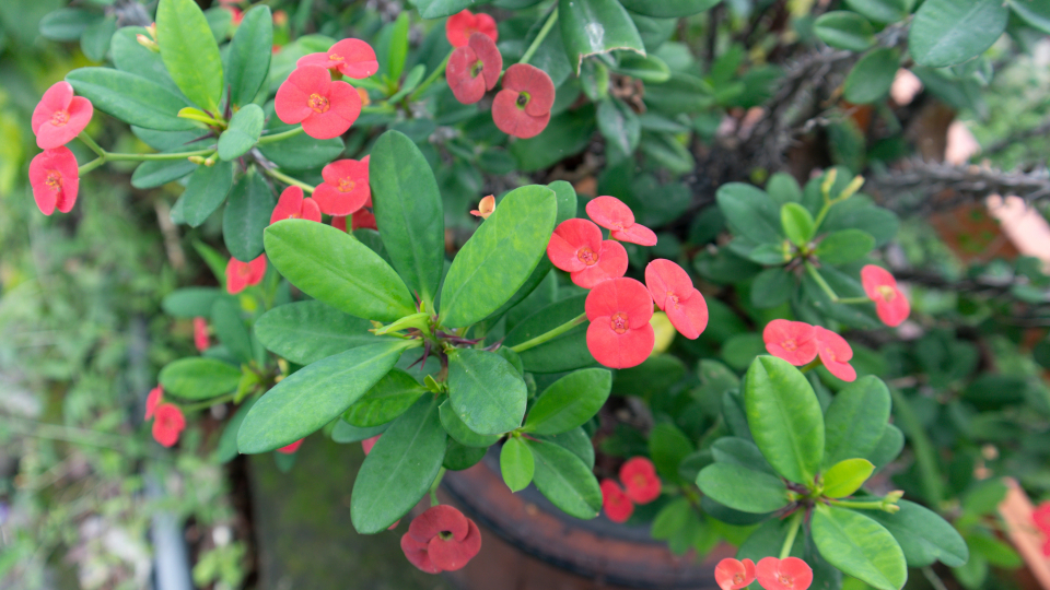 Молочай Миля