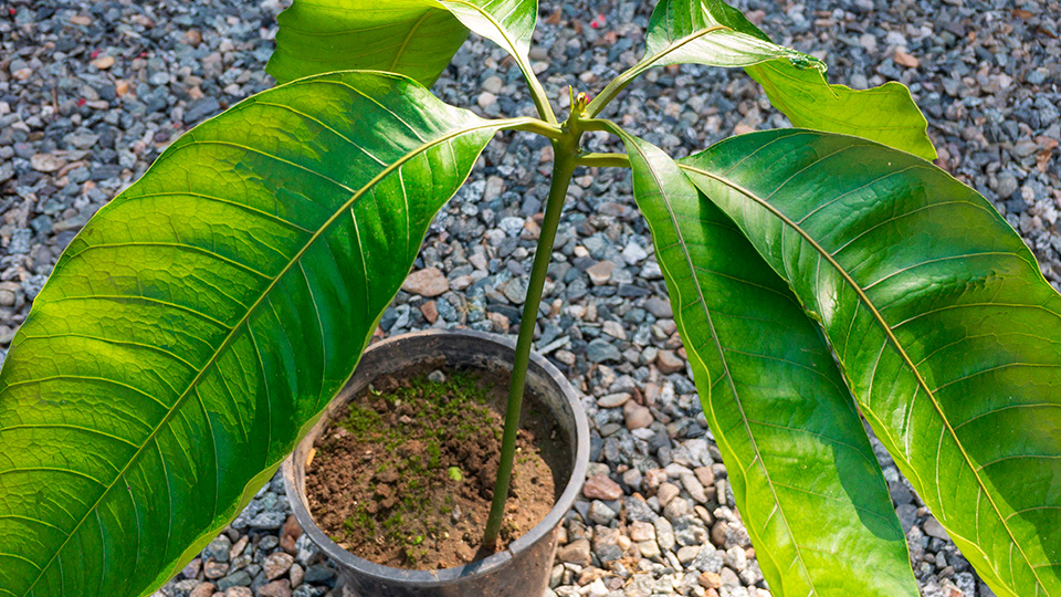 Как вырастить манго из косточки в домашних условиях