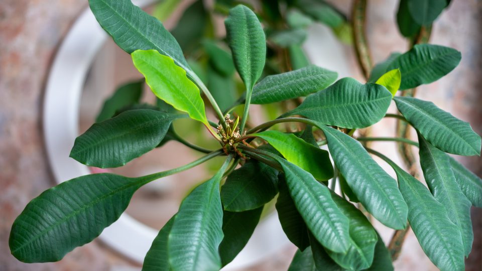 Молочай беложильчатый