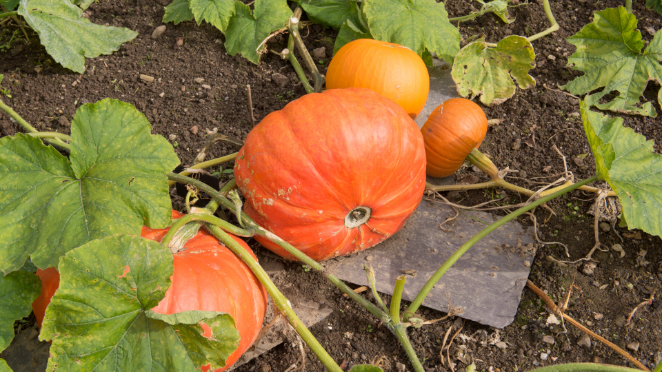 Когда убирать тыкву с грядки на хранение в 2026 году