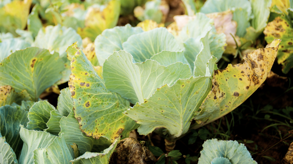 Болезни капусты