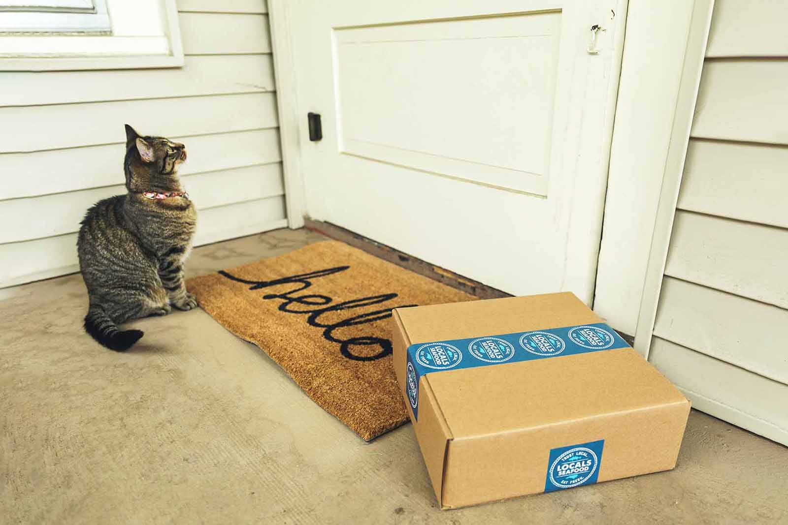 котик и посылка