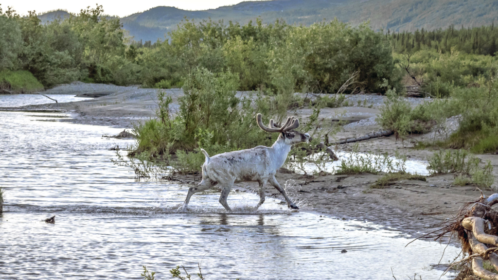 северный олень