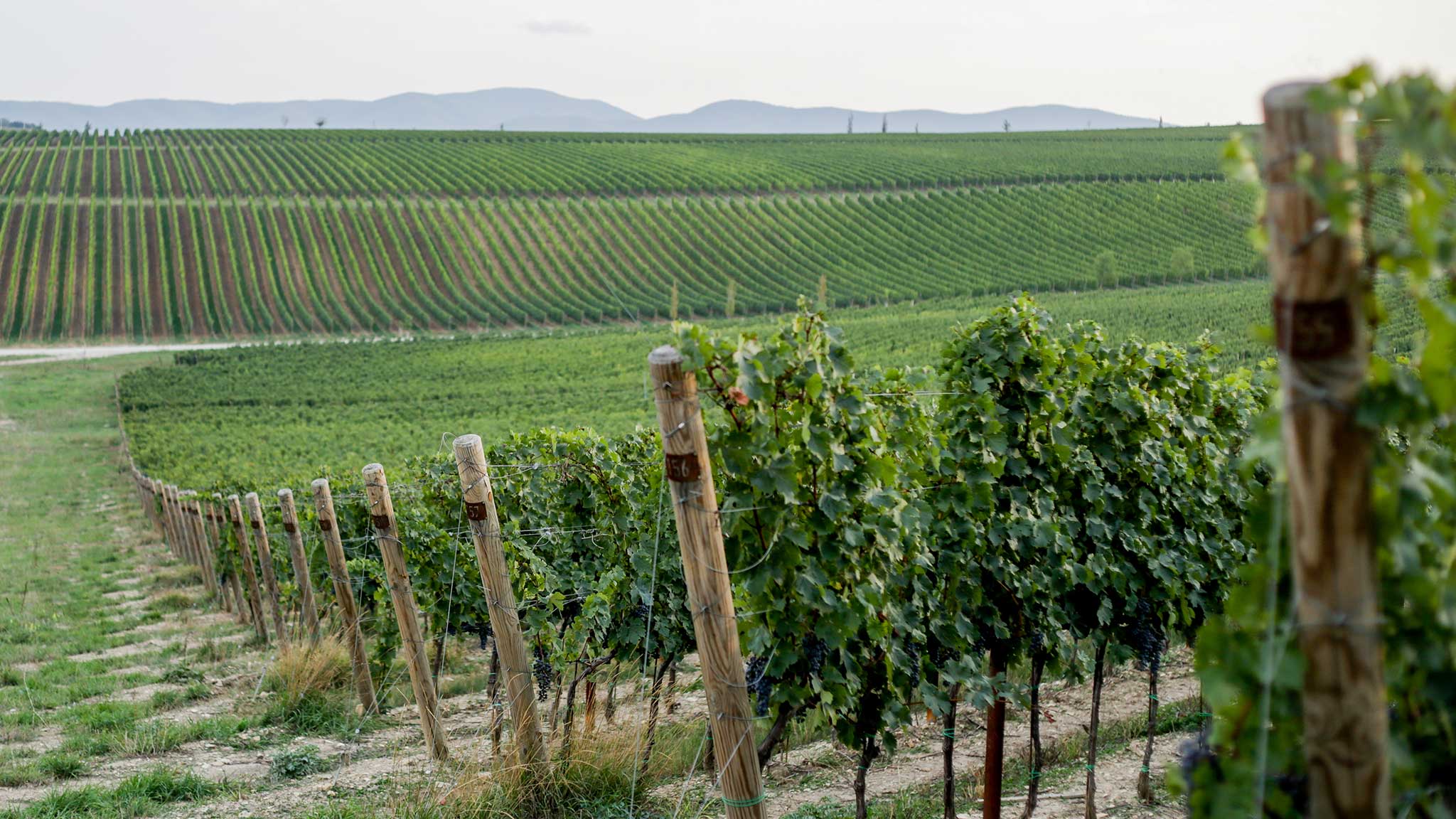 виноградники