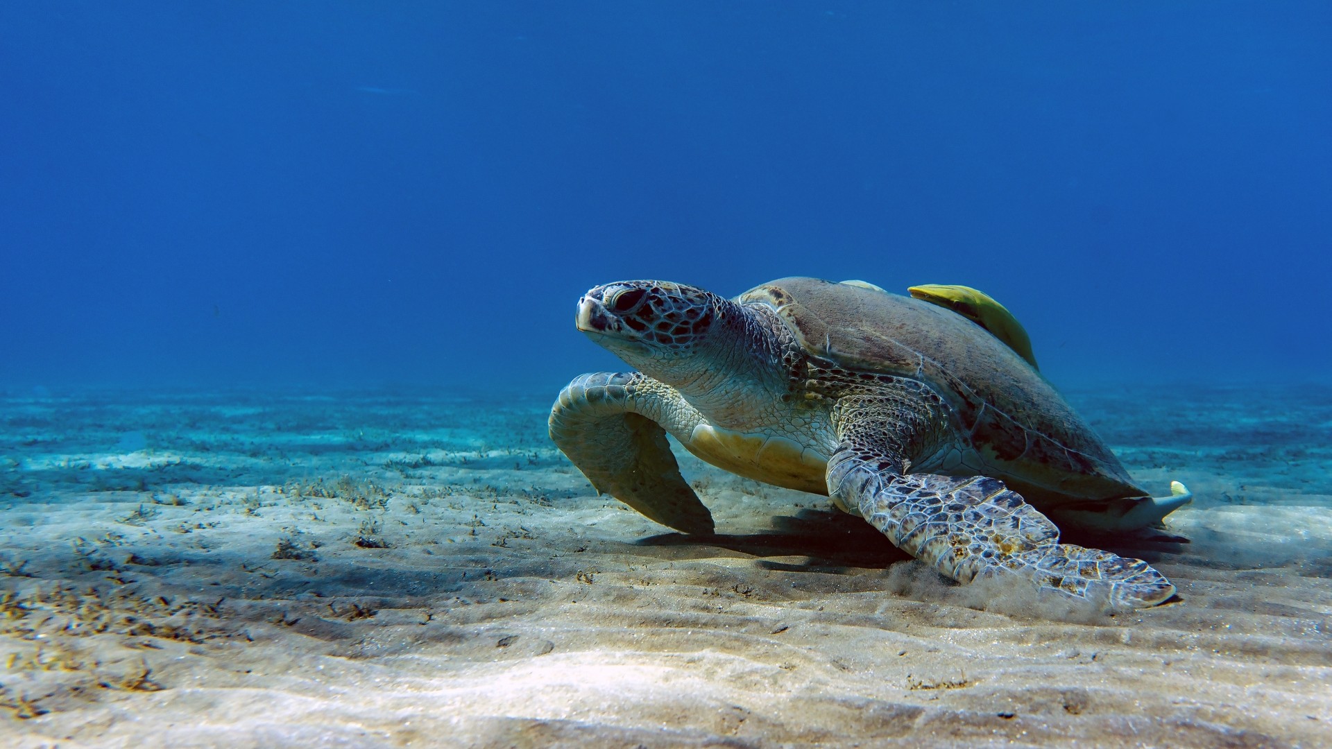 Черепаха плавает в Красном море.