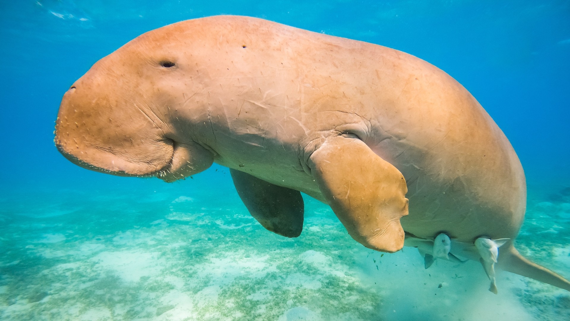 Дюгонь в заливе Марса-Мубарак.