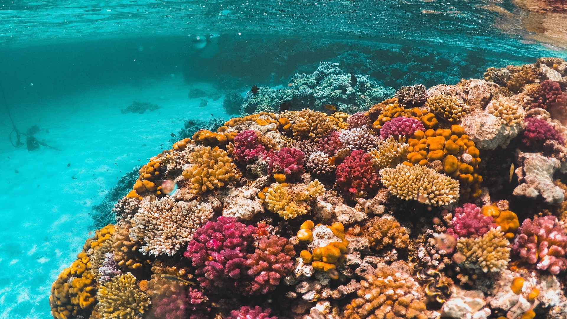 Риф в Красном море, Шарм-эль-Шейх.